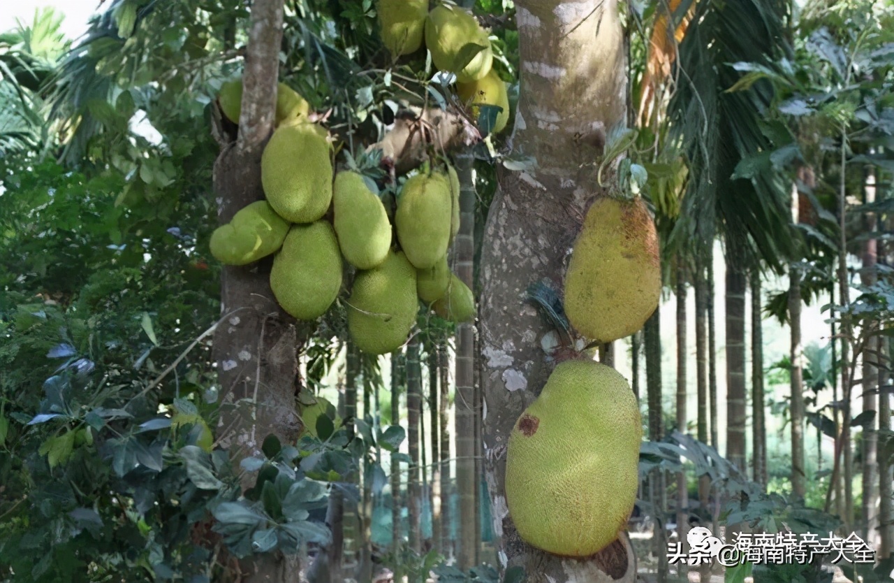 海南(nan)熱帶水果全介紹（第3篇）