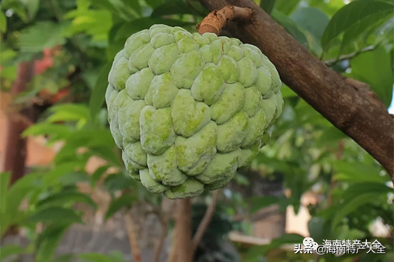 海南(nan)熱帶水果全介紹（第3篇）