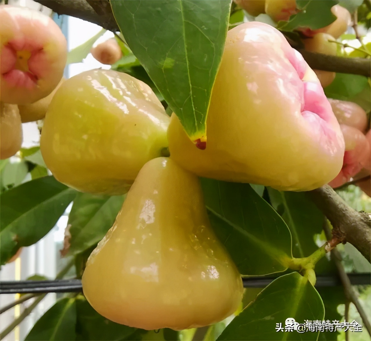 海南(nan)熱帶水果全介紹（第3篇）