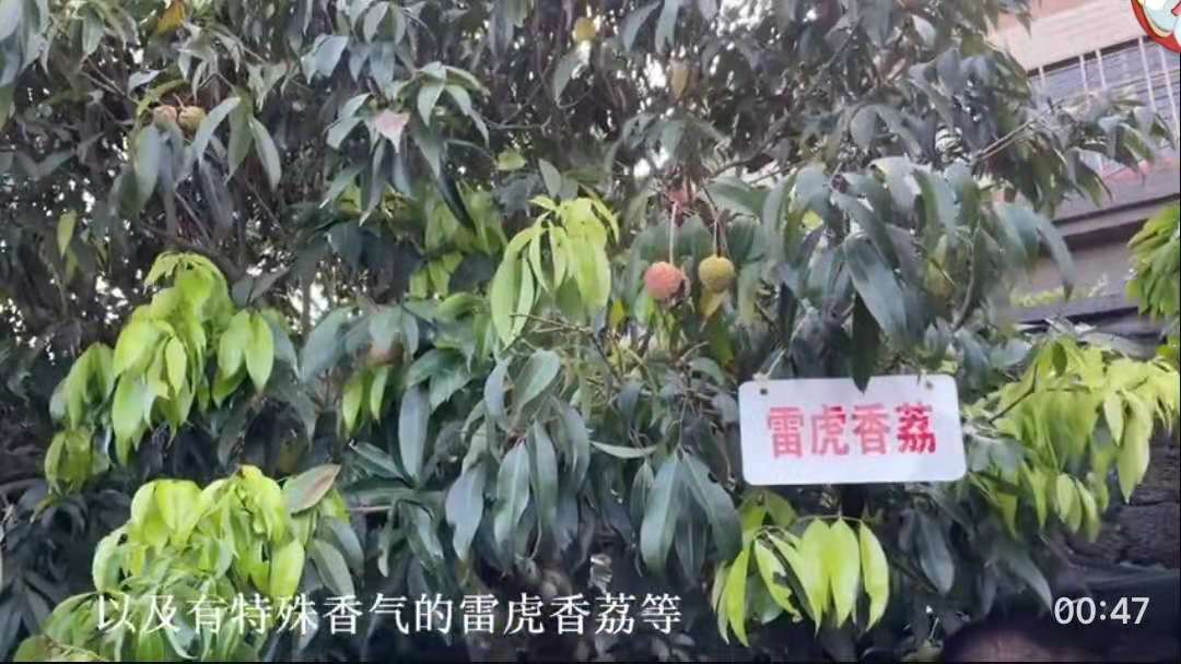 海口農戶(hu)36年(nian)種出辣椒味荔枝！還有(yǒu)雞腿肉味的(de)，網友：不知道楊貴妃敢不敢吃